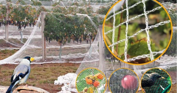 Мрежа защитна срещу птици (гълъби, косове, скорци и др.) - 4 м х 75 м — оферта от newfresh.org